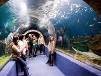 5 Lenyűgöző óriásakvárium és ócenárium, amit nektek is látnotok kell
